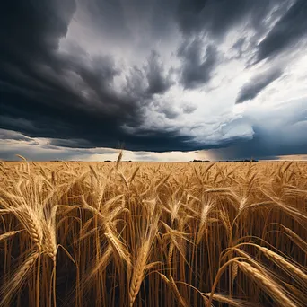 Mature grain field under looming dramatic clouds, ready for harvest - Image 3