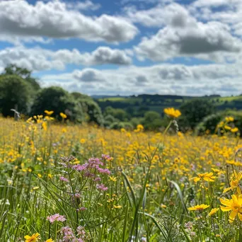 A wildflower meadow filled with colorful blooms under a clear blue sky. - Image 4