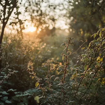 Forager gathering herbs at dawn in hedgerow - Image 4