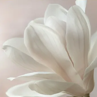 magnolia close-up - Image 3