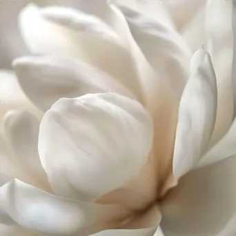 magnolia close-up - Image 4