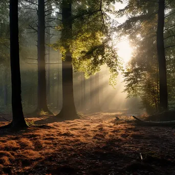 Misty woodland clearing at dawn with fallen leaves and soft light. - Image 1