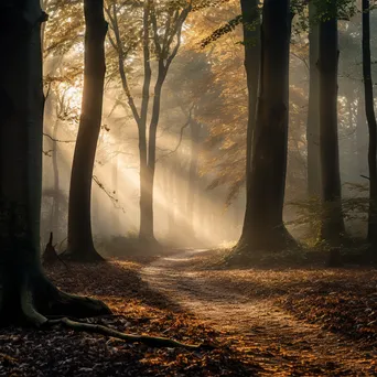 Misty woodland clearing at dawn with fallen leaves and soft light. - Image 4