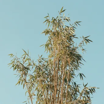 Towering Bamboo Against Sky