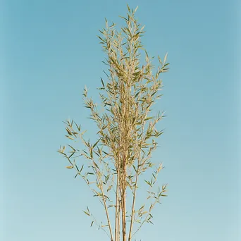 Tall bamboo stalks against blue sky - Image 2