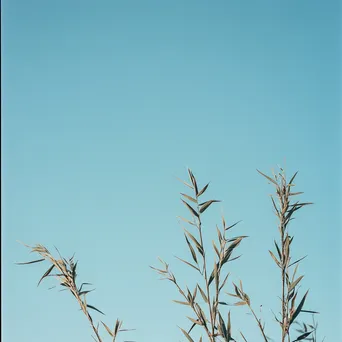 Tall bamboo stalks against blue sky - Image 3