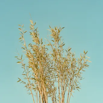 Tall bamboo stalks against blue sky - Image 4