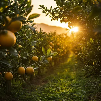 Citrus orchard glowing in the sunset light - Image 2