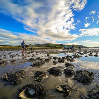 Workers collecting oysters on traditional beds at low tide - Image 3