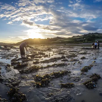 Workers collecting oysters on traditional beds at low tide - Image 4