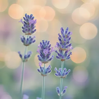 Pastel Gradient with Circular Bokeh