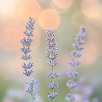 Pastel gradient with soft circular bokeh - Image 3