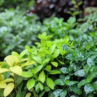 Traditional herb garden with raindrops on leaves - Image 2