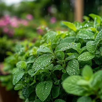 Traditional Herb Garden in Rain