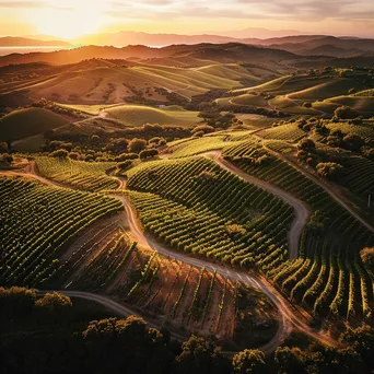 Aerial view of vineyards winding through hills at sunset - Image 2