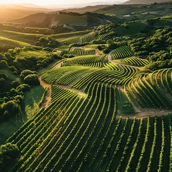 Aerial view of vineyards winding through hills at sunset - Image 4