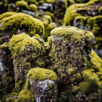 Close-up of volcanic rock formations with moss in daylight - Image 2