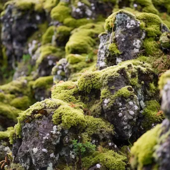 Volcanic Rock Textures