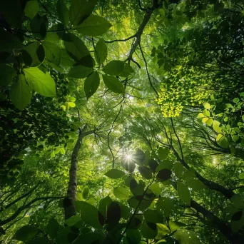 Lush green forest canopy with sunlight filtering through the leaves - Image 1