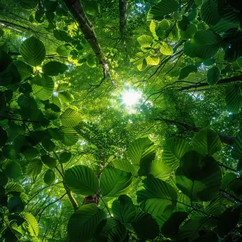 Enchanted Forest Canopy