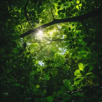 Lush green forest canopy with sunlight filtering through the leaves - Image 3