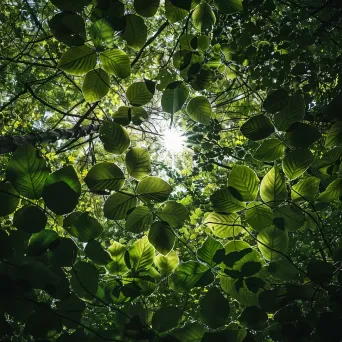 Lush green forest canopy with sunlight filtering through the leaves - Image 4