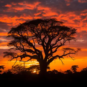 Silhouetted kapok tree against sunset - Image 1