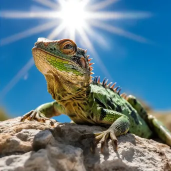 lizard_sunning_on_rock - Image 2